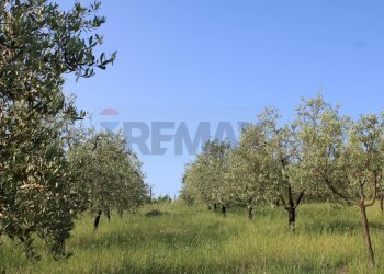 Giardino - Terreno agricolo Empoli - foto 12