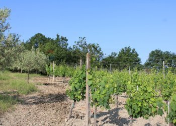 Giardino - Terreno agricolo Empoli - foto 13