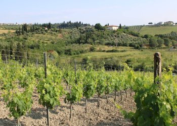 Vista delle montagne - Terreno agricolo Empoli - foto 14