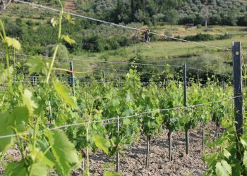 Vista delle montagne - Terreno agricolo Empoli - foto 15