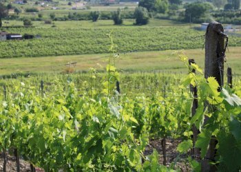 Vista delle montagne - Terreno agricolo Empoli - foto 16