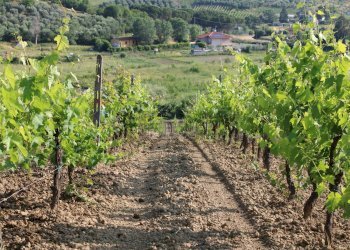Vista delle montagne - Terreno agricolo Empoli - foto 17