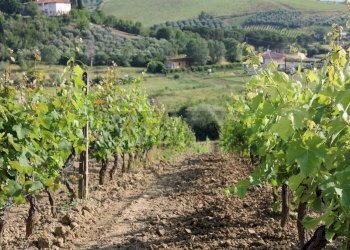 Vista delle montagne - Terreno agricolo Empoli - foto 18