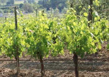 Giardino - Terreno agricolo Empoli - foto 20