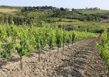 Vista delle montagne - Terreno agricolo Empoli - foto 21