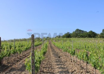 Giardino - Terreno agricolo Empoli - foto 23