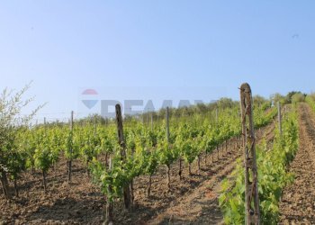 Giardino - Terreno agricolo Empoli - foto 24