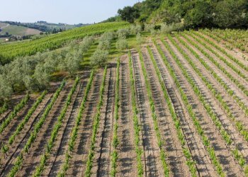 Vista delle montagne - Terreno agricolo Empoli - foto 26