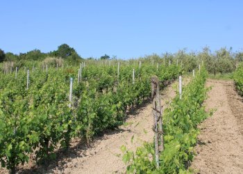 Giardino - Terreno agricolo Empoli - foto 27