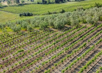 Giardino - Terreno agricolo Empoli - foto 28