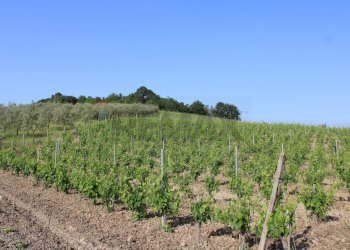 Giardino - Terreno agricolo Empoli - foto 30