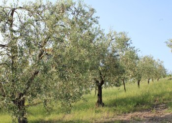 Giardino - Terreno agricolo Empoli - foto 31