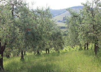 Vista delle montagne - Terreno agricolo Empoli - foto 33