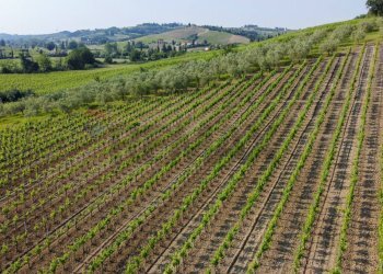 Vista delle montagne - Terreno agricolo Empoli - foto 34