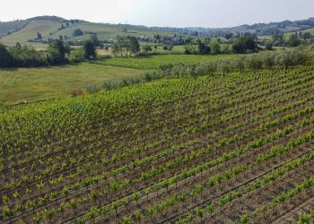 Vista delle montagne - Terreno agricolo Empoli - foto 37
