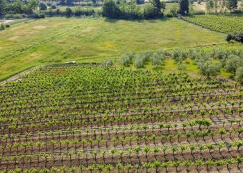 Giardino - Terreno agricolo Empoli - foto 39