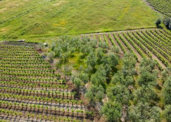 Vista delle montagne - Terreno agricolo Empoli - foto 40