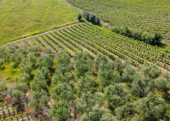 Vista delle montagne - Terreno agricolo Empoli - foto 41