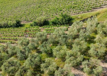 Vista delle montagne - Terreno agricolo Empoli - foto 42