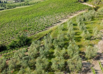 Vista delle montagne - Terreno agricolo Empoli - foto 43