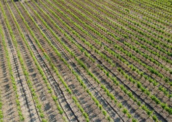 Posizione della mappa - Terreno agricolo Empoli - foto 45