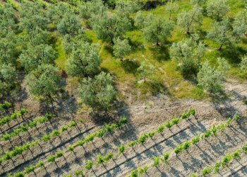 Posizione della mappa - Terreno agricolo Empoli - foto 46