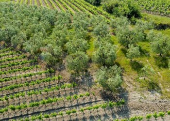 Giardino - Terreno agricolo Empoli - foto 47