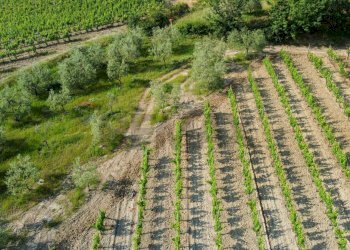 Giardino - Terreno agricolo Empoli - foto 48