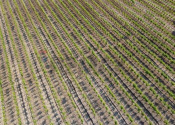 Posizione della mappa - Terreno agricolo Empoli - foto 49