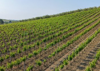 Giardino - Terreno agricolo Empoli - foto 50