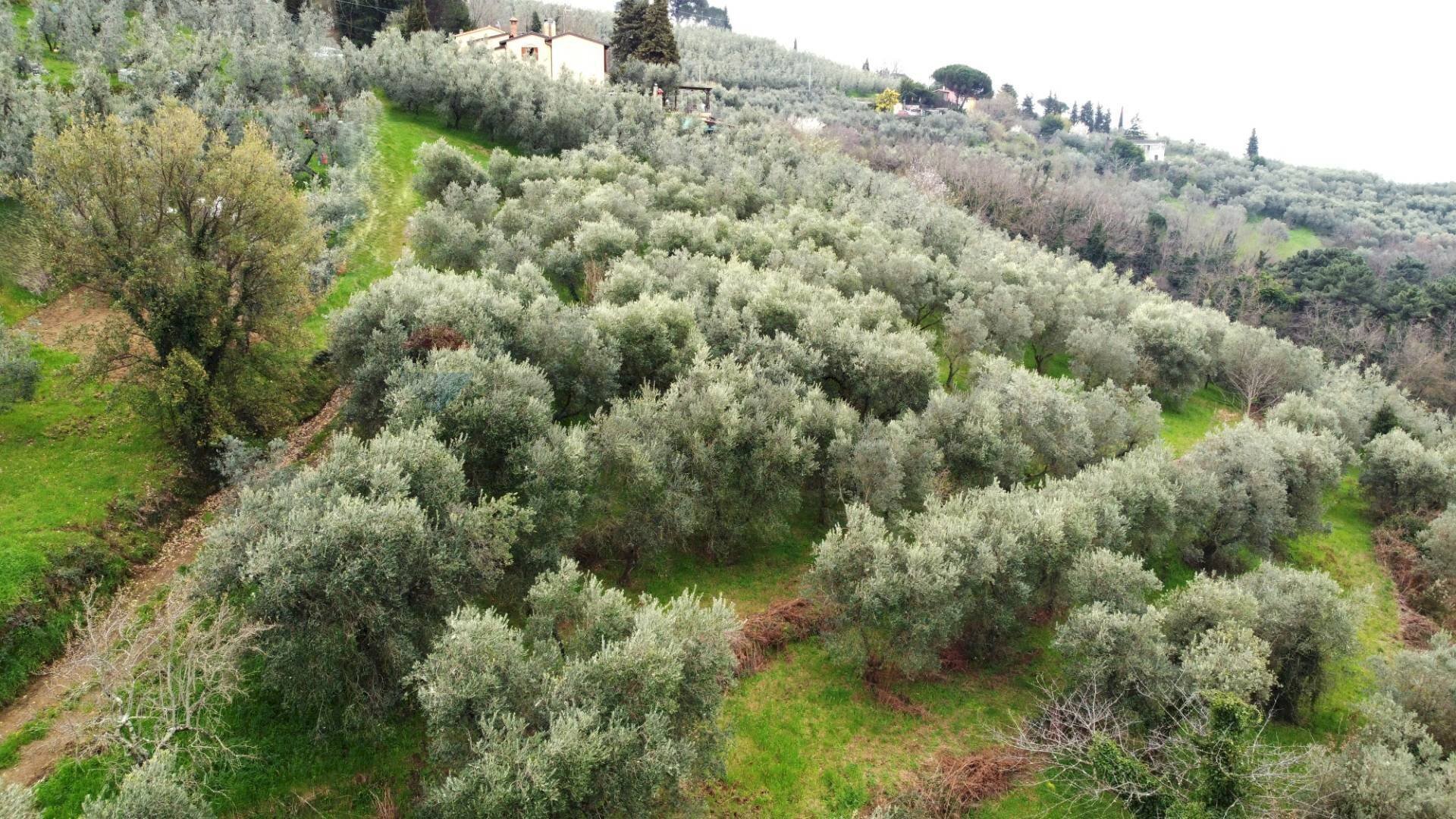 panoramica - Terreno agricolo Via Carmignanese, Vinci - foto 1