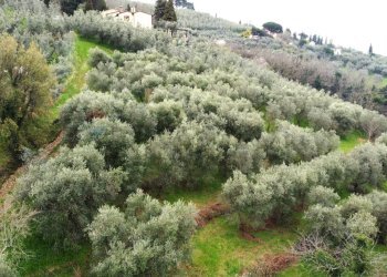 panoramica - Terreno agricolo Via Carmignanese, Vinci - foto 1