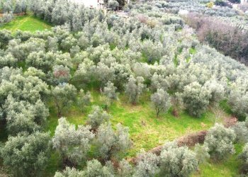 panoramica - Terreno agricolo Via Carmignanese, Vinci - foto 2