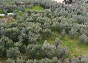 panoramica - Terreno agricolo Via Carmignanese, Vinci - foto 4