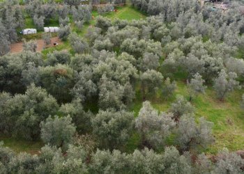 panoramica - Terreno agricolo Via Carmignanese, Vinci - foto 5