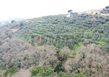 panoramica - Terreno agricolo Via Carmignanese, Vinci - foto 6