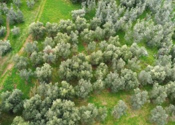 panoramica - Terreno agricolo Via Carmignanese, Vinci - foto 7