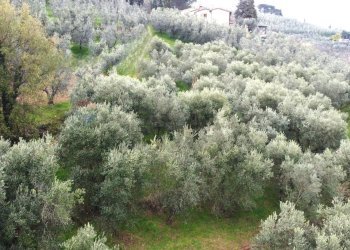 panoramica - Terreno agricolo Via Carmignanese, Vinci - foto 8