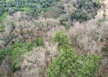 panoramica - Terreno agricolo Via Carmignanese, Vinci - foto 9