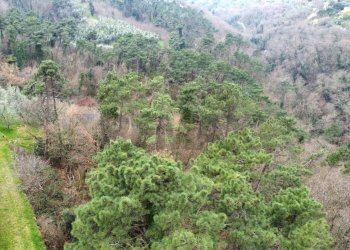 panoramica - Terreno agricolo Via Carmignanese, Vinci - foto 10