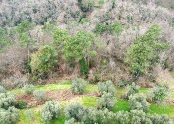 panoramica - Terreno agricolo Via Carmignanese, Vinci - foto 11