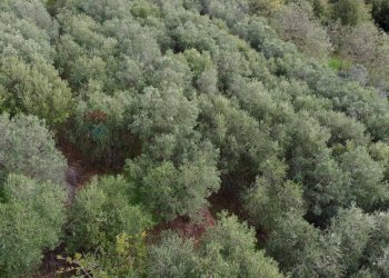 oliveta - Casa semi indipendente Via Carmignanese
 
401, Vinci - foto 12