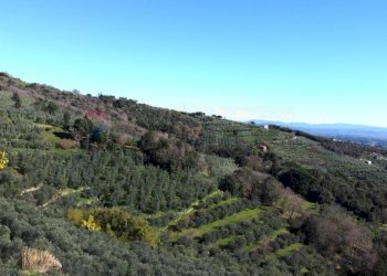 Vista delle colline - Casa semi indipendente Via Carmignanese
 
401, Vinci - foto 14