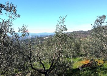 Vista oliveta - Casa semi indipendente Via Carmignanese
 
401, Vinci - foto 26