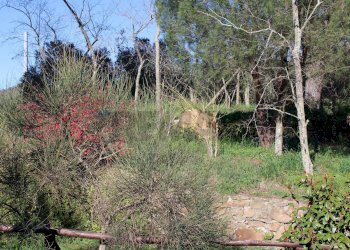 Giardino - Casa semi indipendente Via Carmignanese
 
401, Vinci - foto 44