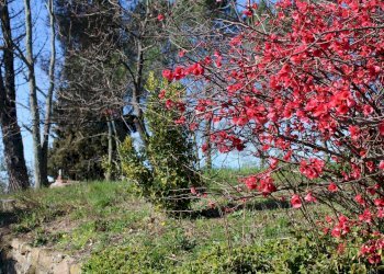 Giardino - Casa semi indipendente Via Carmignanese
 
401, Vinci - foto 45