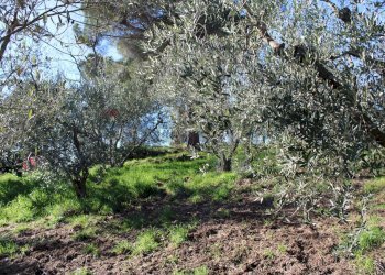 Giardino - Casa semi indipendente Via Carmignanese
 
401, Vinci - foto 46