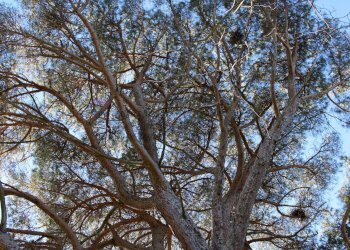 parco - Casa semi indipendente Via Carmignanese
 
401, Vinci - foto 53