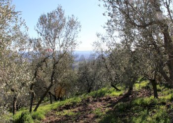 oliveta - Casa semi indipendente Via Carmignanese
 
401, Vinci - foto 54