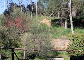 Giardino - Casa semi indipendente Via Carmignanese
 
401, Vinci - foto 56